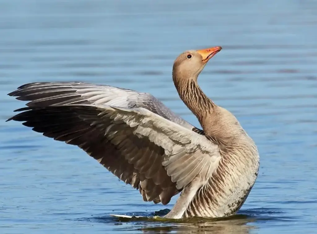 gęś białoczelna 1 wp