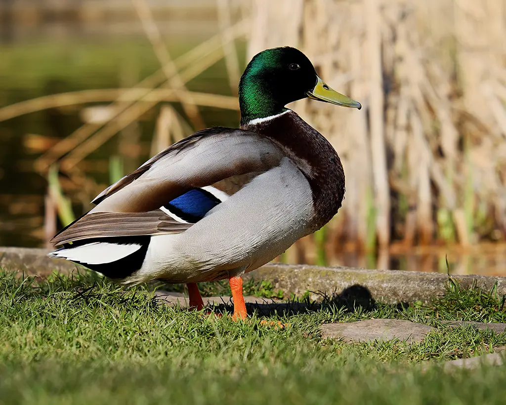 kaczka krzyżówka wp