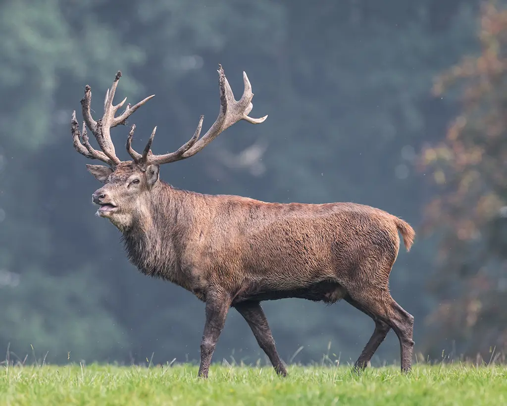 jeleń szlachetny3 wp