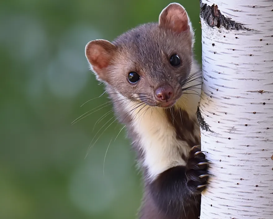 zdjecie kuny domowej wp